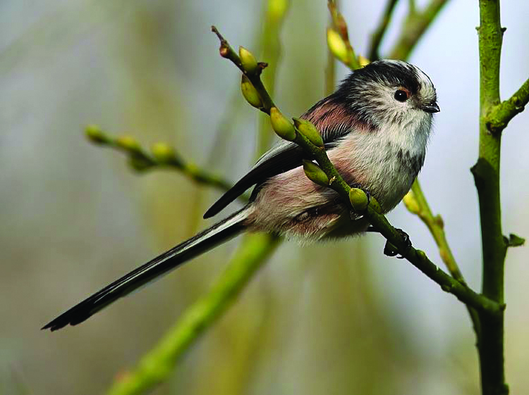 Wildlife at Nethergong